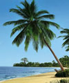 beach scene